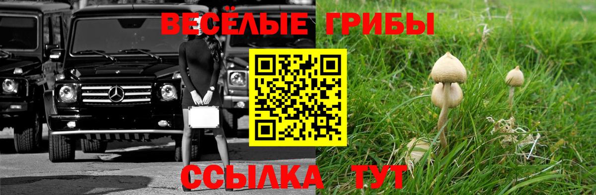 Псилоцибиновые грибы мицелий Долгопрудный